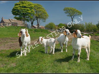 Bissau-Guinean Live Boer Goats