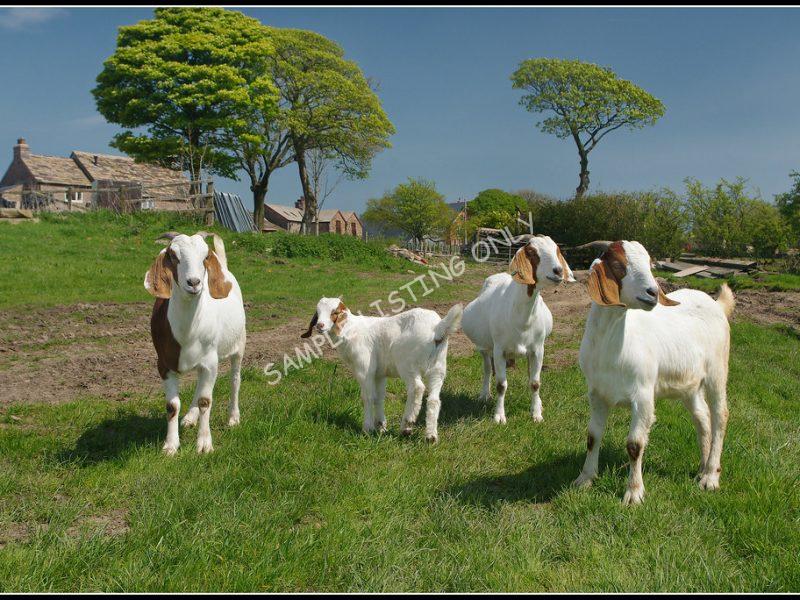 Bissau-Guinean Live Boer Goats