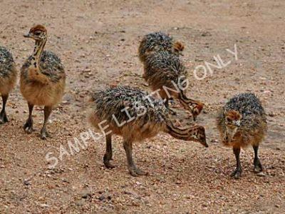 Guinea Bissau Ostrich Chicks