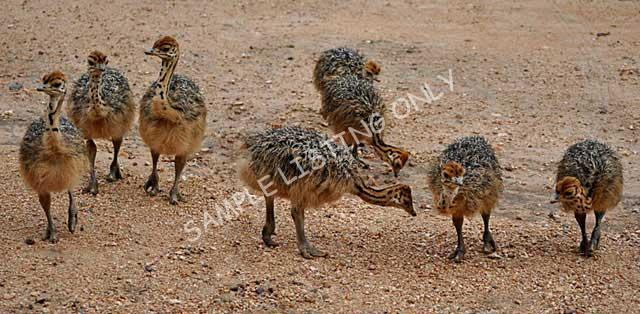 Guinea Bissau Ostrich Chicks