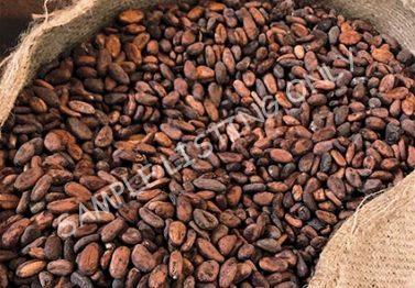 Guinea Bissau Cocoa Beans