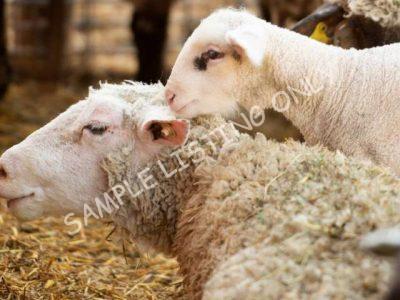 Healthy Guinea Bissau Sheep