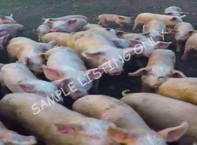 Guinea Bissau Healthy Pigs