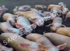 Guinea Bissau Healthy Pigs